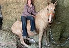 Mustang - Horse for Sale in Eagle, WI 53119 Mustang - Horse for Sale in Eagle, WI 53119