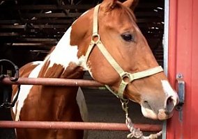 Paint (Paint, Stallion) in Big Flats, NY