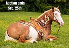 Quarter Horse - Horse for Sale in Middletown, OH 40501 Quarter Horse - Horse for Sale in Middletown, OH 40501