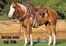 Quarter Horse - Horse for Sale in Cleburne, TX 40501 Quarter Horse - Horse for Sale in Cleburne, TX 40501