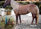 Pony - Horse for Sale in OSCEOLA, MO 64776