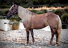 Pony - Horse for Sale in OSCEOLA, MO 64776