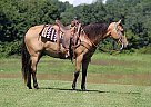 Quarter Horse - Horse for Sale in London, KY 40744 Quarter Horse - Horse for Sale in London, KY 40744