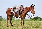 Mule - Horse for Sale in Carolton, KY 40501 Mule - Horse for Sale in Carolton, KY 40501