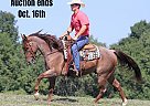 Quarter Horse - Horse for Sale in Brodhead, KY 40501