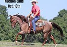 Quarter Horse - Horse for Sale in Brodhead, KY 40501 Quarter Horse - Horse for Sale in Brodhead, KY 40501