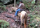 Missouri Fox Trotter Mare for Sale in Eugene, Oregon Maggie