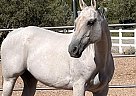 Quarter Horse - Horse for Sale in Camp verde, AZ 86322