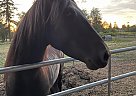 Mustang - Horse for Sale in Tacoma, WA 98446