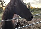 Mustang - Horse for Sale in Tacoma, WA 98446 Mustang - Horse for Sale in Tacoma, WA 98446
