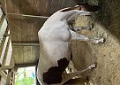 Tennessee Walking - Horse for Sale in Pinellas Park, FL 33782 Tennessee Walking - Horse for Sale in Pinellas Park, FL 33782