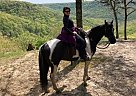 Tennessee Walking - Horse for Sale in Wayland, MI 49348 Tennessee Walking - Horse for Sale in Wayland, MI 49348