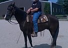 - Gelding in Missoula, MT - Gelding in Missoula, MT