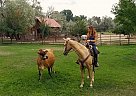 Tennessee Walking - Horse for Sale in Fort Collins, CO 80524 Tennessee Walking - Horse for Sale in Fort Collins, CO 80524