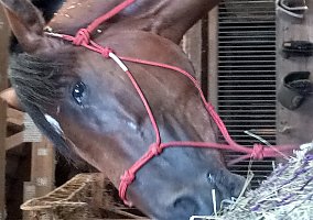 Thoroughbred (Thoroughbred, Mare) in Mason City, IA