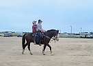 Tubbs - Gelding in Wadena, MN Tubbs - Gelding in Wadena, MN