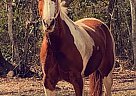 Quarab - Horse for Sale in Glen Saint Mary, FL 32040 Quarab - Horse for Sale in Glen Saint Mary, FL 32040