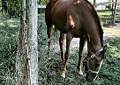 Fury - Mare in Tipp, OH Fury - Mare in Tipp, OH