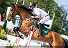 Oldenburger Gelding By Messenger Ticos L