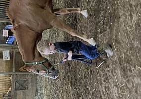 Quarter Pony (Quarter Pony, Gelding) in Finleyville, PA