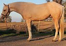 Reddyfortheweekend Paint Stallion