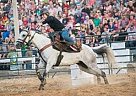 Quarter Horse Mare for Sale in Coopersville, Michigan Quarter Horse Mare for Sale in Coopersville, Michigan