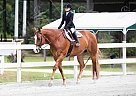 Brady - Gelding in Fountain Inn, SC Brady - Gelding in Fountain Inn, SC