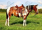 Titan - Gelding in Walden, CO Titan - Gelding in Walden, CO