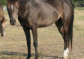 Miniature Horse (Miniature Horse, Mare) in Denison, TX
