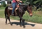 Doc - Gelding in Wykoff, MN Doc - Gelding in Wykoff, MN