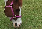 Fancy - Mare in Mims, FL Fancy - Mare in Mims, FL