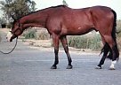 Paint - Horse for Sale in Clements, CA 95227 Paint - Horse for Sale in Clements, CA 95227