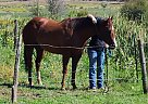 Surenuff Ice - Gelding in Parachute, CO Surenuff Ice - Gelding in Parachute, CO