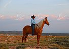 Dutch - Gelding in Walden, CO Dutch - Gelding in Walden, CO