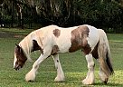 GTF Davinci - Stallion in Sarasota, FL GTF Davinci - Stallion in Sarasota, FL