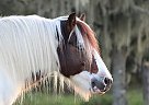 GTF Davinci - Stallion in Sarasota, FL GTF Davinci - Stallion in Sarasota, FL