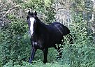 Morgan Gelding for Sale in Saskatoon, Saskatchewan Morgan Gelding for Sale in Saskatoon, Saskatchewan