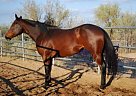 Paint - Horse for Sale in Clements, CA 95227