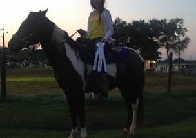 Paint (Paint, Mare) in Winchester, TN