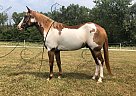 Gunner - Gelding in Thomasville, MO Gunner - Gelding in Thomasville, MO