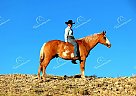 Diamond - Gelding in Walden, CO Diamond - Gelding in Walden, CO