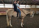 Chance - Gelding in Lockport, NY Chance - Gelding in Lockport, NY