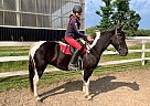 Pixar - Mare in barrie, ON Pixar - Mare in barrie, ON