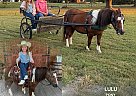 Pony - Horse for Sale in COLUMBIA, KY 37091