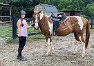 Rowdy - Gelding in Marietta, GA Rowdy - Gelding in Marietta, GA
