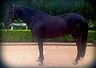 Quiet, all Black Gelding for Sa... Quarter Horse Gelding