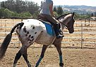Appaloosa - Horse for Sale in Marthas vineyard, MA 02568