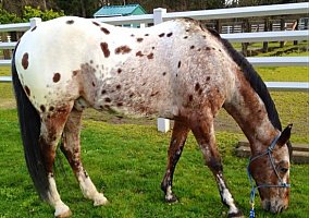 Appaloosa (Appaloosa, Gelding) in Marthas vineyard, MA