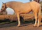 Paint - Horse for Sale in Clements, CA 95227