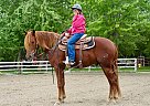 Charlie - Gelding in Le Sueur, MN Charlie - Gelding in Le Sueur, MN